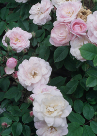 Rosa 'Blush Noisette'